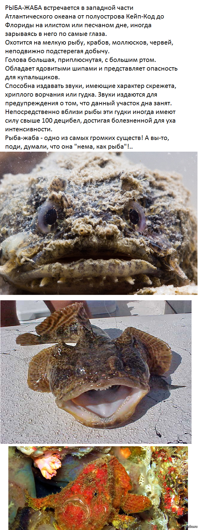 строение скелета земноводного. сходство лягушки и рыбы. кровеносная система рыб и земноводных. сравнение рыб и лягушек. сравнение скелета рыб и амфибий.