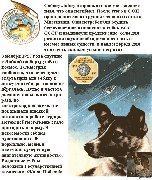 Почему в космос отправляли собак. Собака лайка в космосе. Первая собака в космосе кличка. Письмо в космос. Собаку отправили в космос.