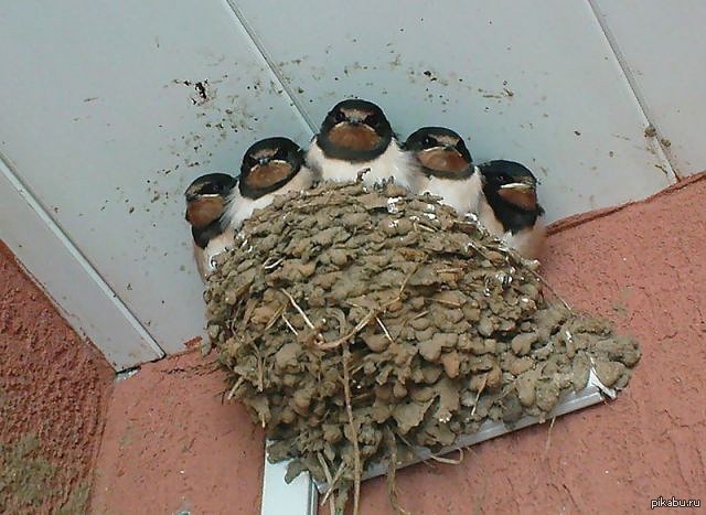 Гнезда птиц под крышей дома. Ласточкино гнездо птицы. Гнездо ласточки. Гнездо деревенской ласточки. Гнездо голубя.