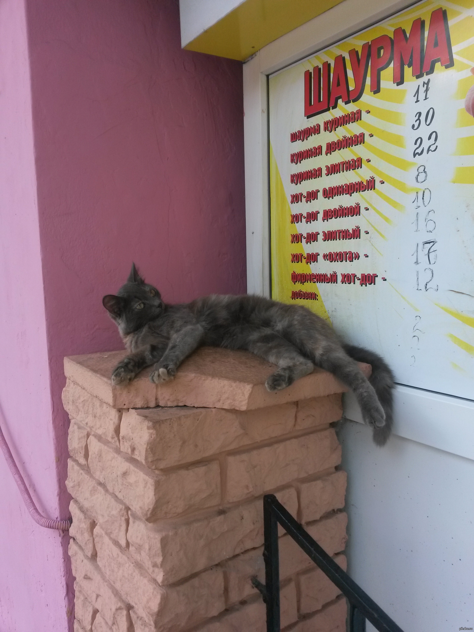 Шаурма из кошки