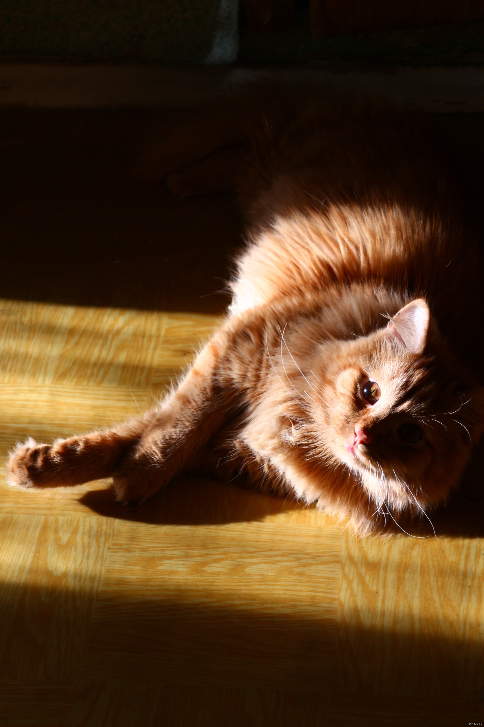 Лучик кот