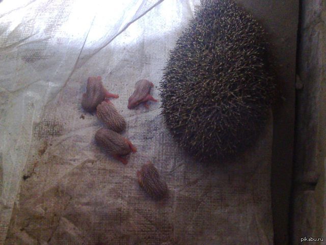 Зад ежа. Могила домашнего животного ежа. Ежик курит. Как какают ежики. Ежик покакал.