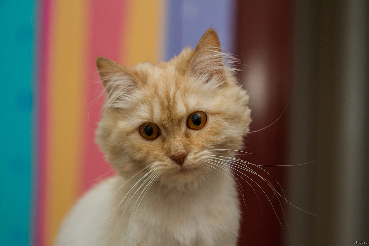 Член семьи) | Пикабу