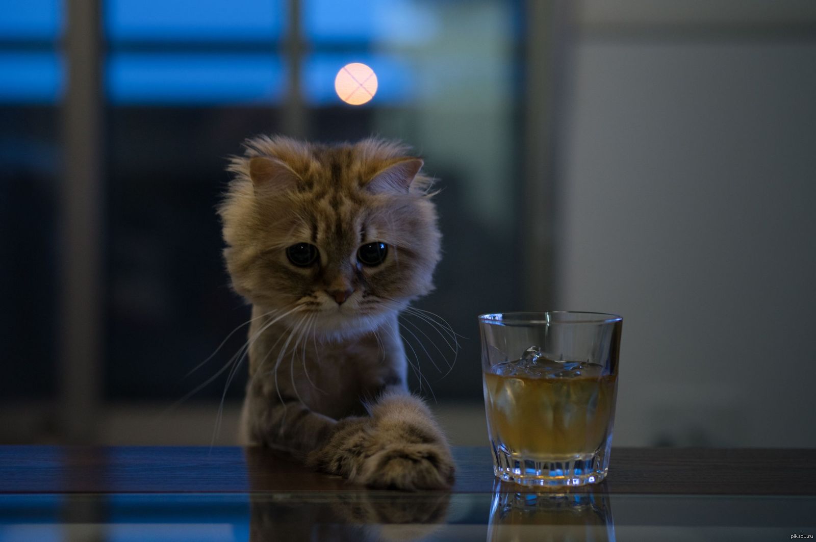 Печальный кот