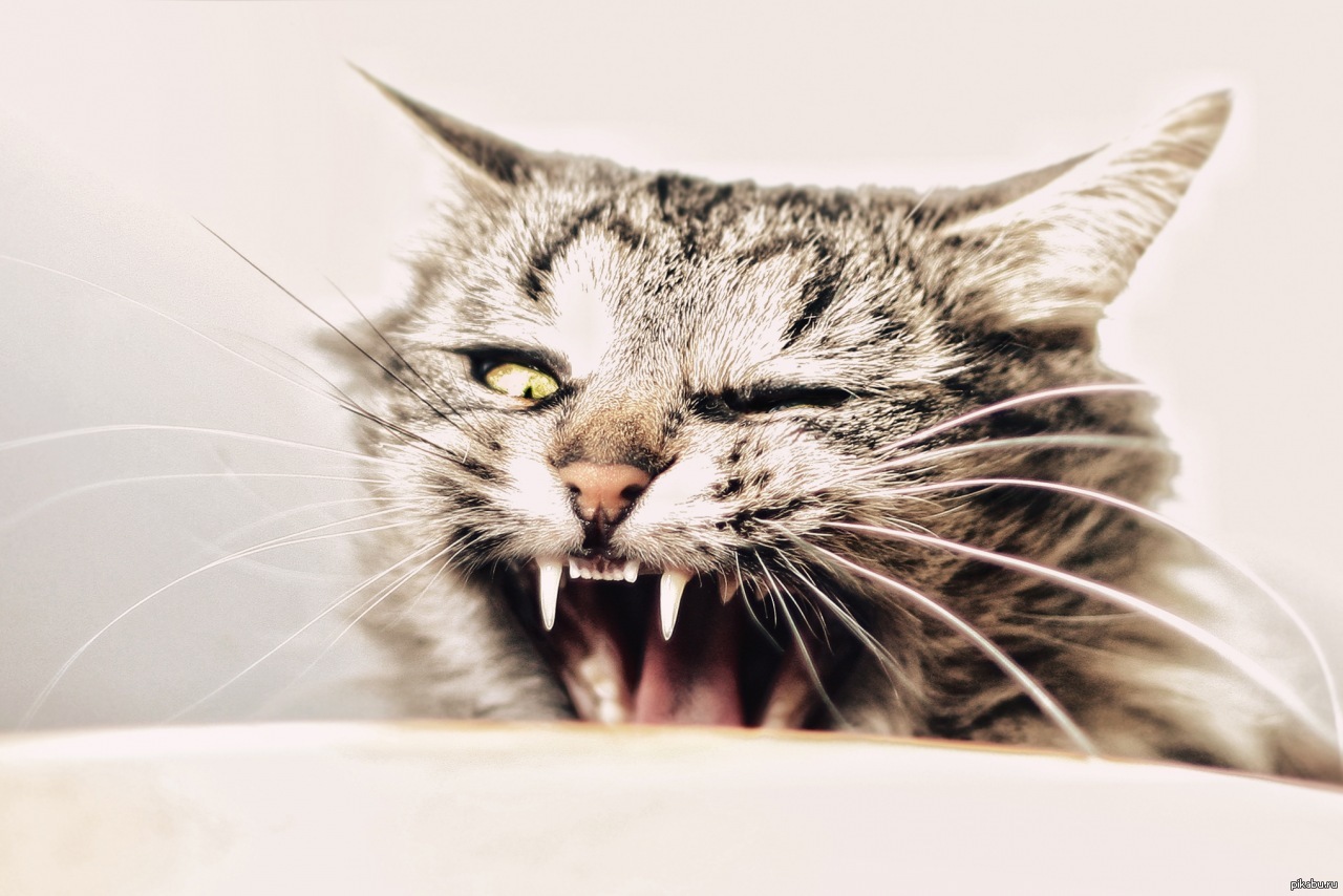 Ехидность. Кот зевает. Пушистый котик зевает. Кот сидит зевает. Кошка зевает картинки.