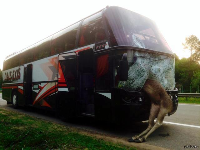 Автобус с15 лось. Столкновение с животным на трассе.