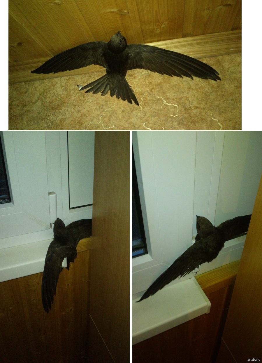 Ласточка залетела в дом примета. Стриж птица залетела на балкон. Птица Стриж залетела. Ласточка залетела в дом. Птица залетела в окно.