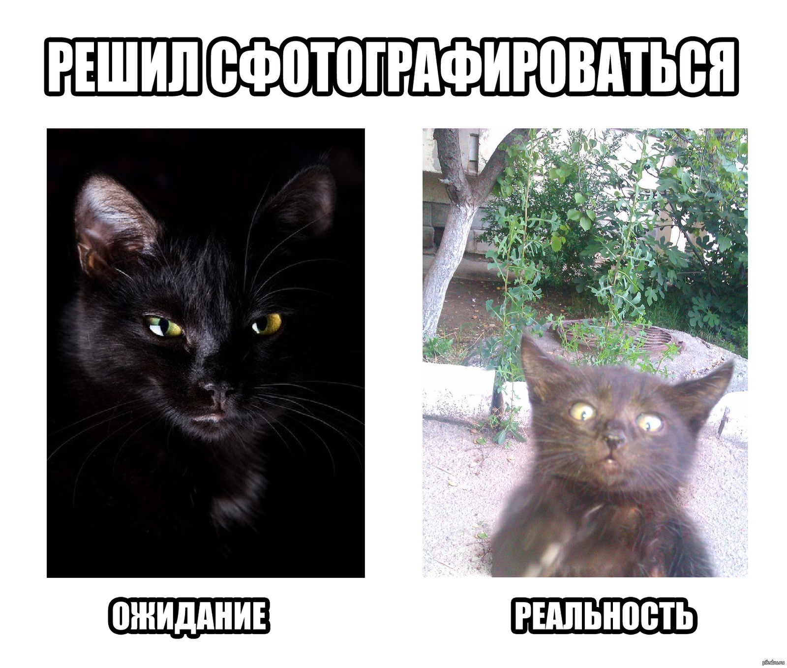 Коты ожидание и реальность