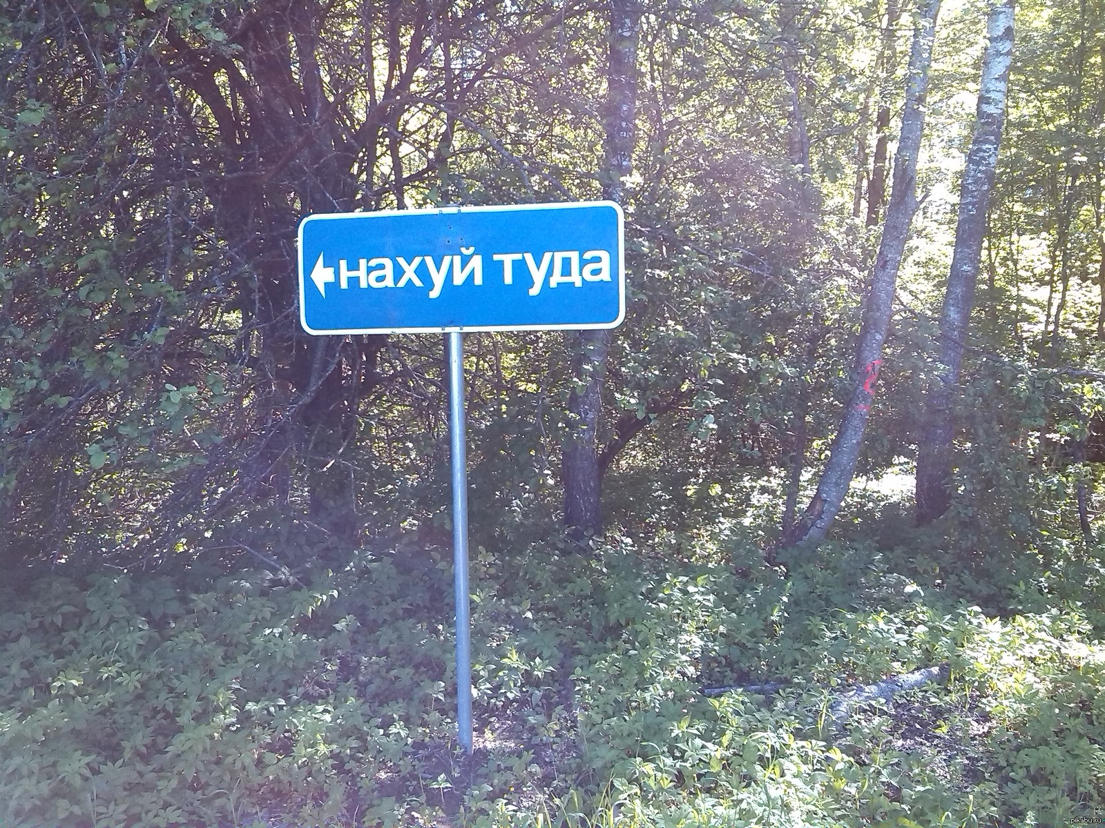 Картинка с надписью на это туда, смешные кошачьи картинки