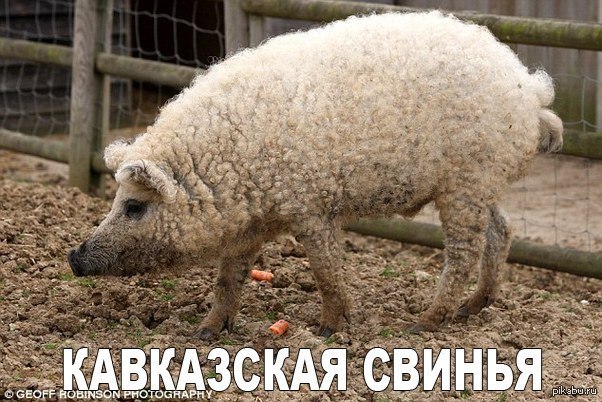 Кавказская Свинья | Пикабу