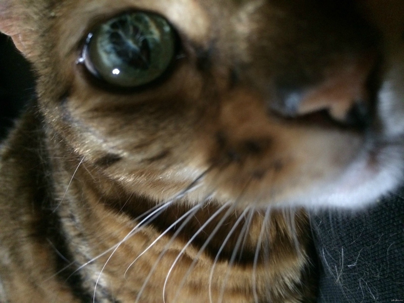 Коты со стеклянными глазами