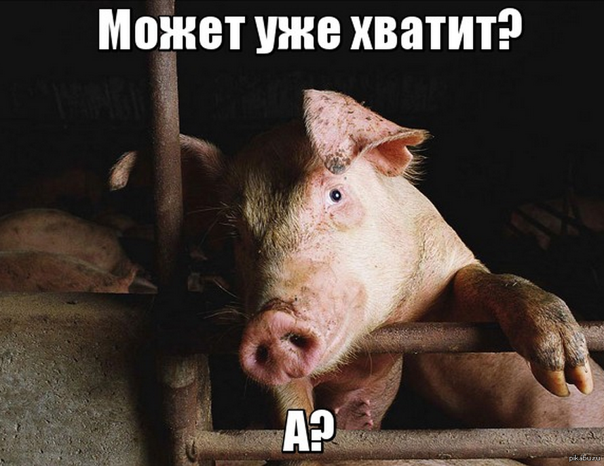 Грустный поросенок картинка