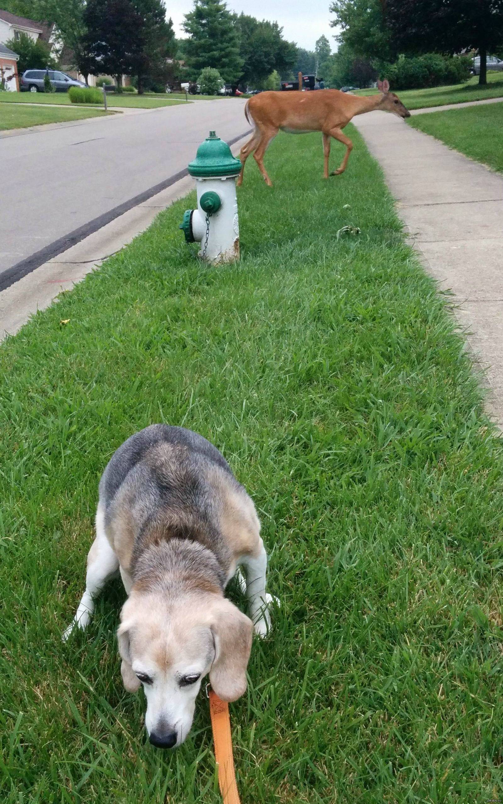 Осел демотиваторы. Прикольные животные. Прикольные картинки для поднятия настроения с надписями. Кошка и собака любовь. Глупости животных.