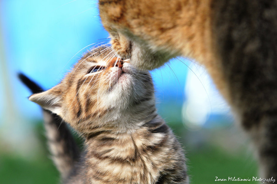 Довольный Котенок Фото