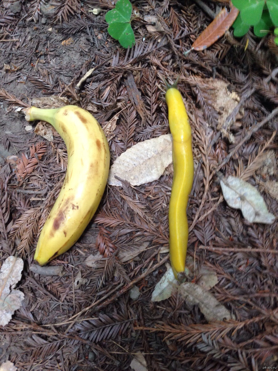 Банан улиткам