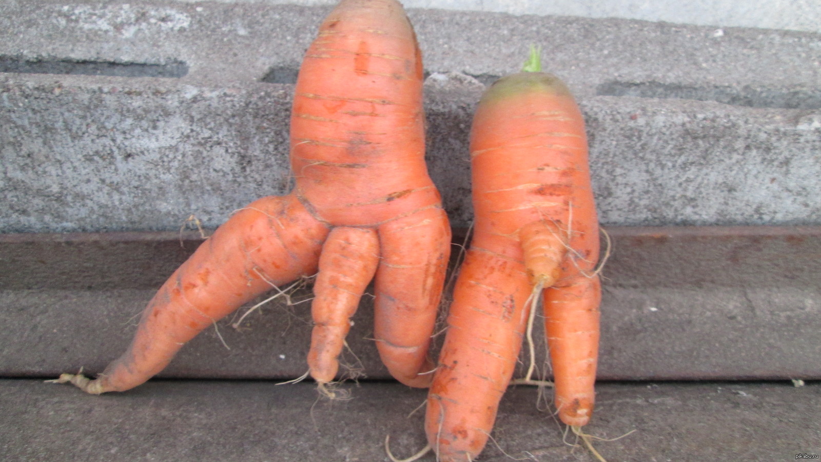 морковка в виде члена (120) фото