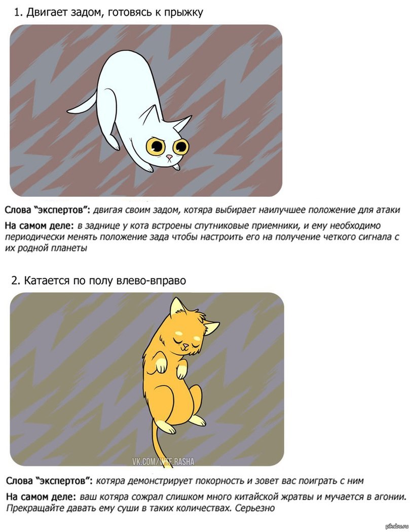 Интересные Факты О Котах И Кошках