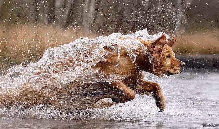 Сбежать от зверя прощение. Собака бежит. Собака бежит по воде. Животные бегут. Бегущие животные смешные.