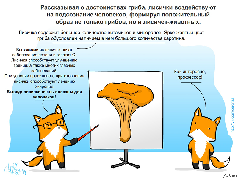 Правильный лис. Грибы лисички полезные свойства. Гриб Лисичка и лиса. Характеристика лисички. Лисички польза.