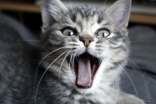 Scared cat. Кот с открытым ртом. Котенок с открытым РТО. Котя с открытым ртом. Смешной кот с открытым ртом.