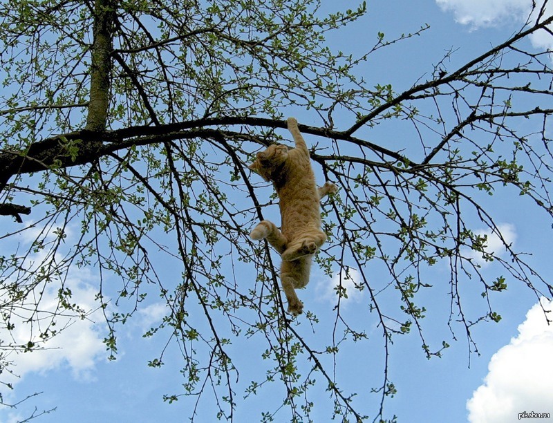 Висит на березки. Котенок на дереве. Котик висит на дереве. Кот карабкается. Кот залез на дерево.