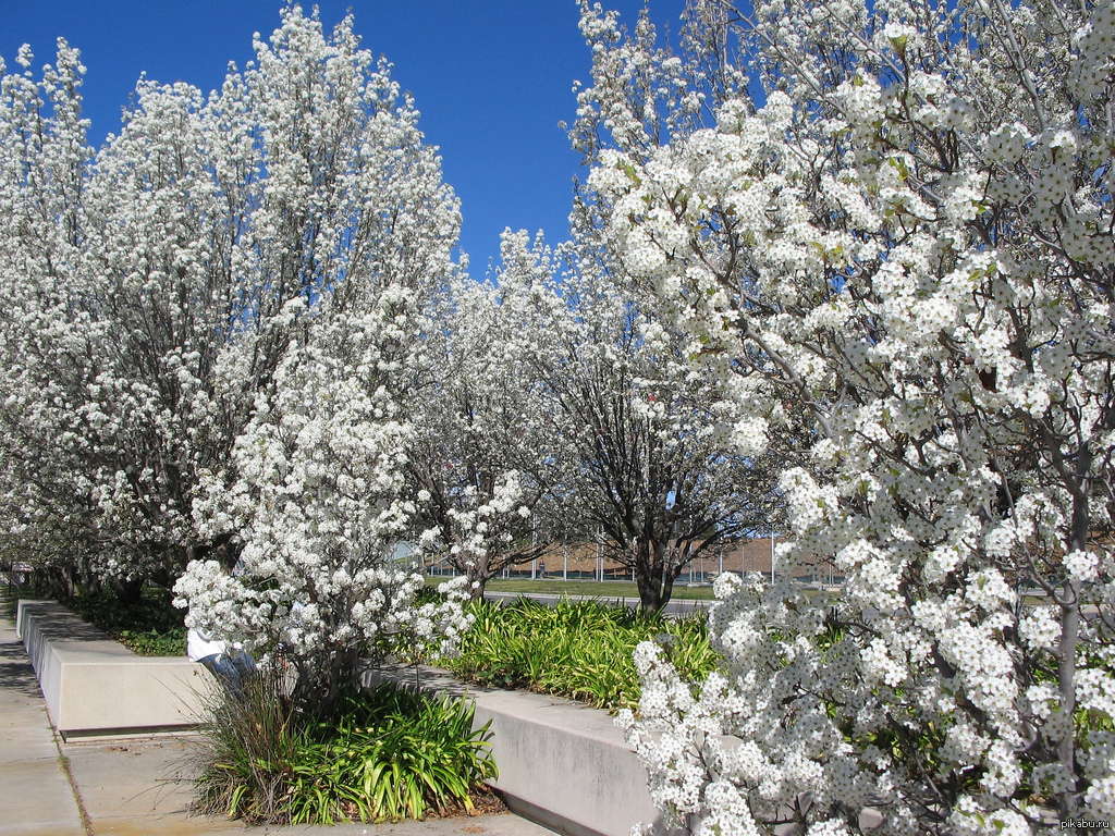 Manchuria ... recently had a chance to visit ... - beauty, Nature, Tree, Manchuria, Lyapota, Flowers