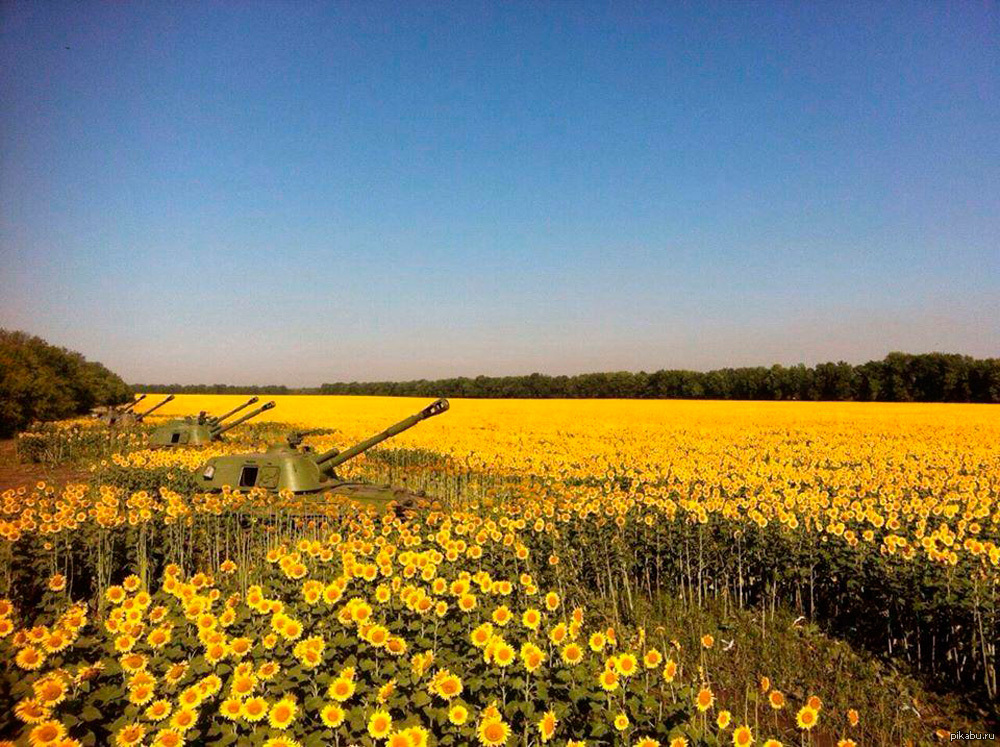 Украинцы в поле. Украинское поле. Поле с желтыми цветами. Украина поля цветочные. Поле и небо Украина.