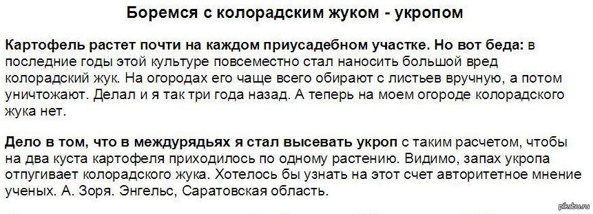 Укроп | Пикабу