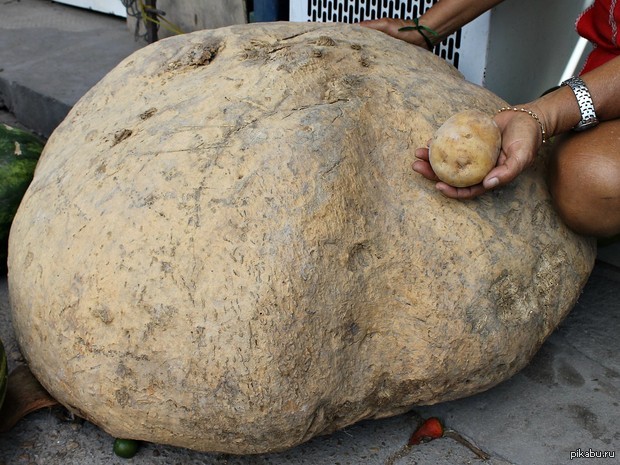 Большая картошка. Самая большая картошка в мире. Самая больная картошка. Самая большая картофелина в мире.