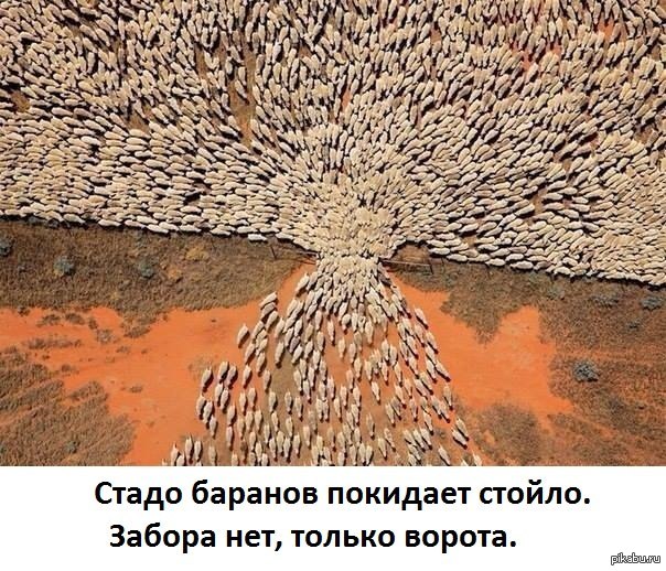 Елітний загін спецпризначенців Росгвардії розсмішив соцмережі спробою затримати водія в Санкт-Петербурзі - Цензор.НЕТ 7790