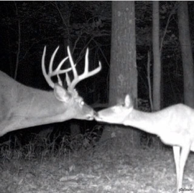 Олень. Олень любви. Лань любовь. Пара оленей. Олени любовь картинки.