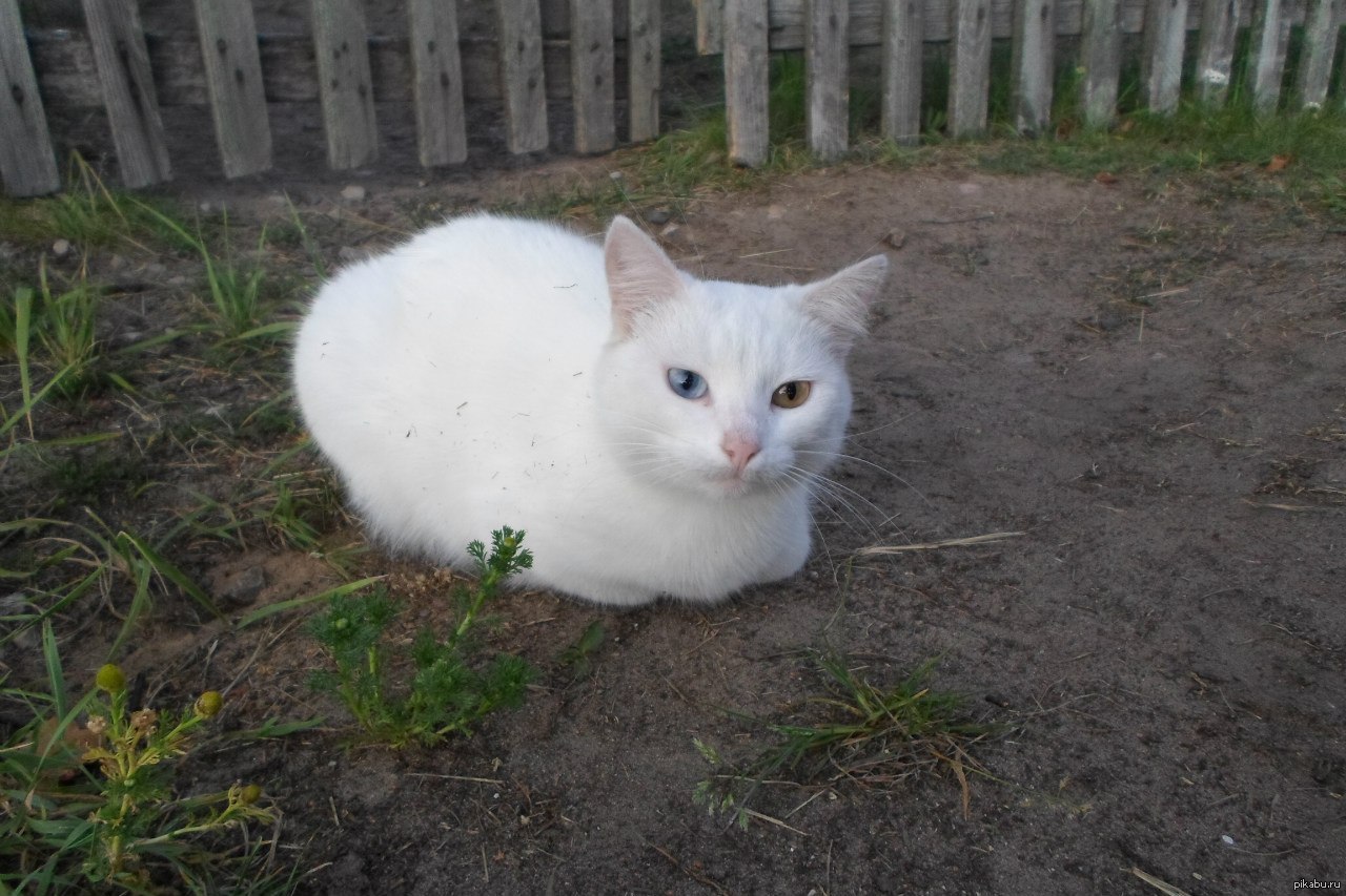 Котик | Пикабу