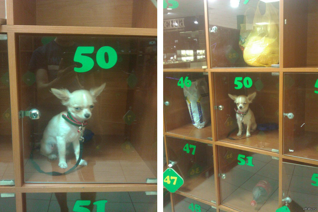Можно с собаками в продуктовый магазин. Собака в камере хранения. Смешной шкаф. Смешная собака в магазине. Собака в хранилище в магазине.