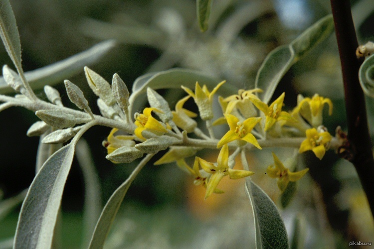 Лоховые. Elaeagnus angustifolia растение. Лох узколистный цветет. Лох узколистный Цветущий. Лох узколистный цветение.