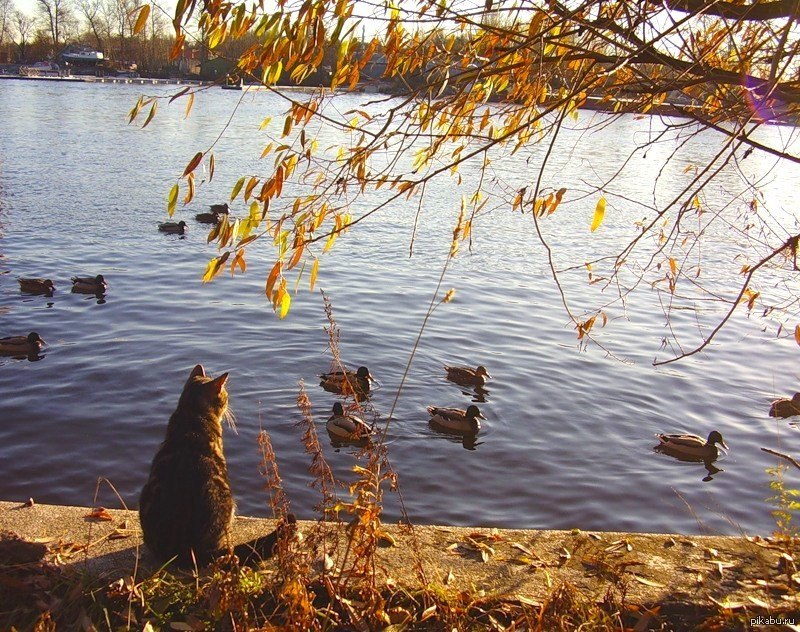 Кошки в озерах. Осенний пруд с утками. Осеннее озеро с утками. Ноябрь животные. Осень кошка на пруду.