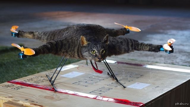 Кошки полетели. Кот дрон чучело. Летающий кот. Кот квадрокоптер. Чучело кота квадрокоптер.