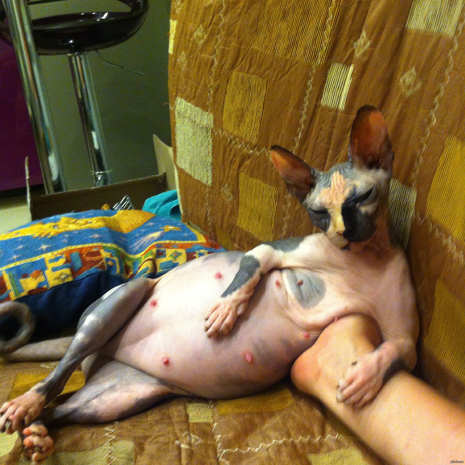 Беременная кошка сфинкс (31 фото)