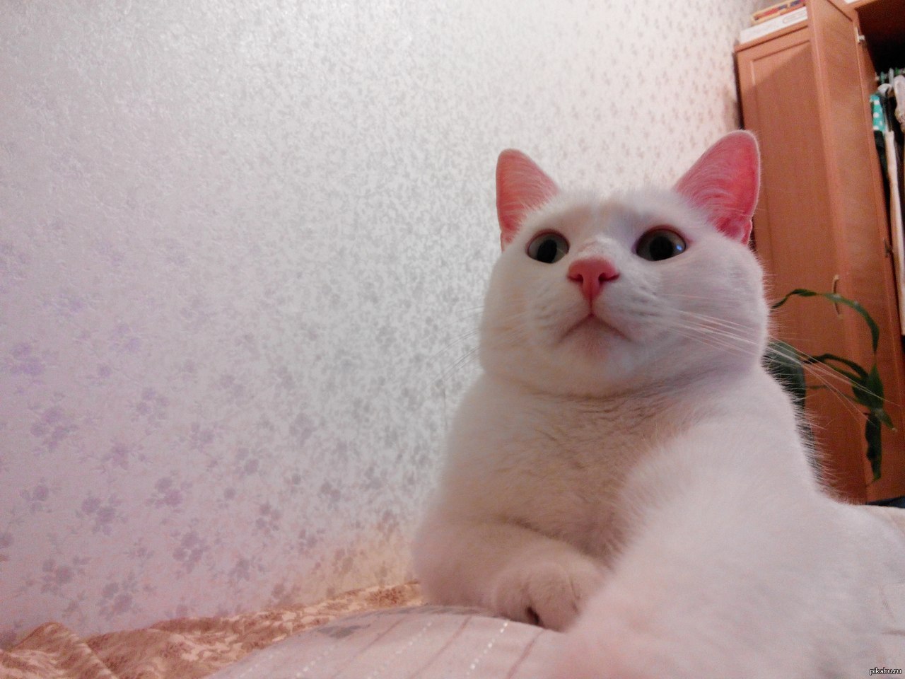 Котоселфи! | Пикабу