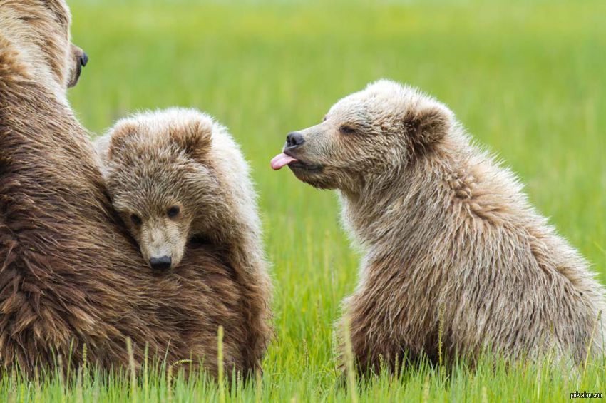 Bear part. Язык медведя. Фото медвежонка прикольные. Мишка с языком. Бурый Медвежонок язык.