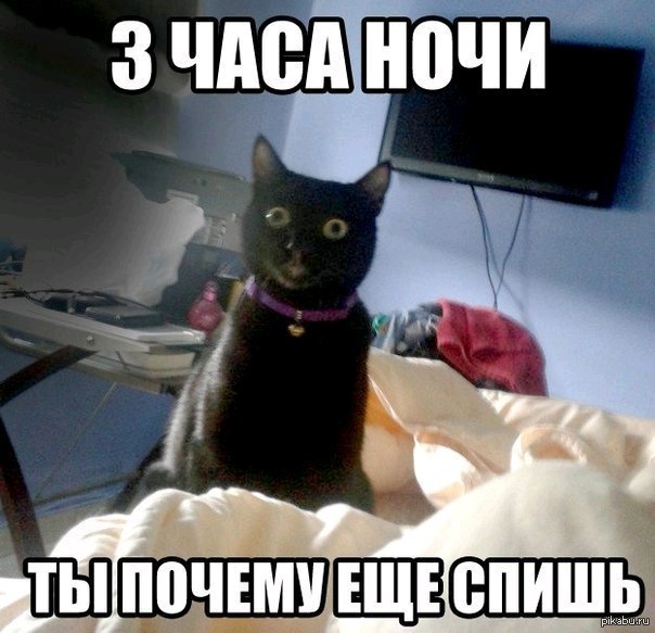Не спавший много ночей. Кот ночью Мем. Смешные коты мемы в 3 часа ночи. Ночь и коты смешные. Смешные котики на ночь.