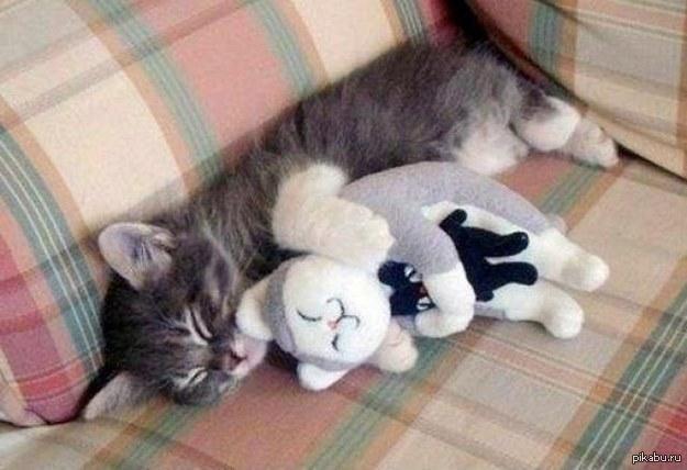 Котик сладкий