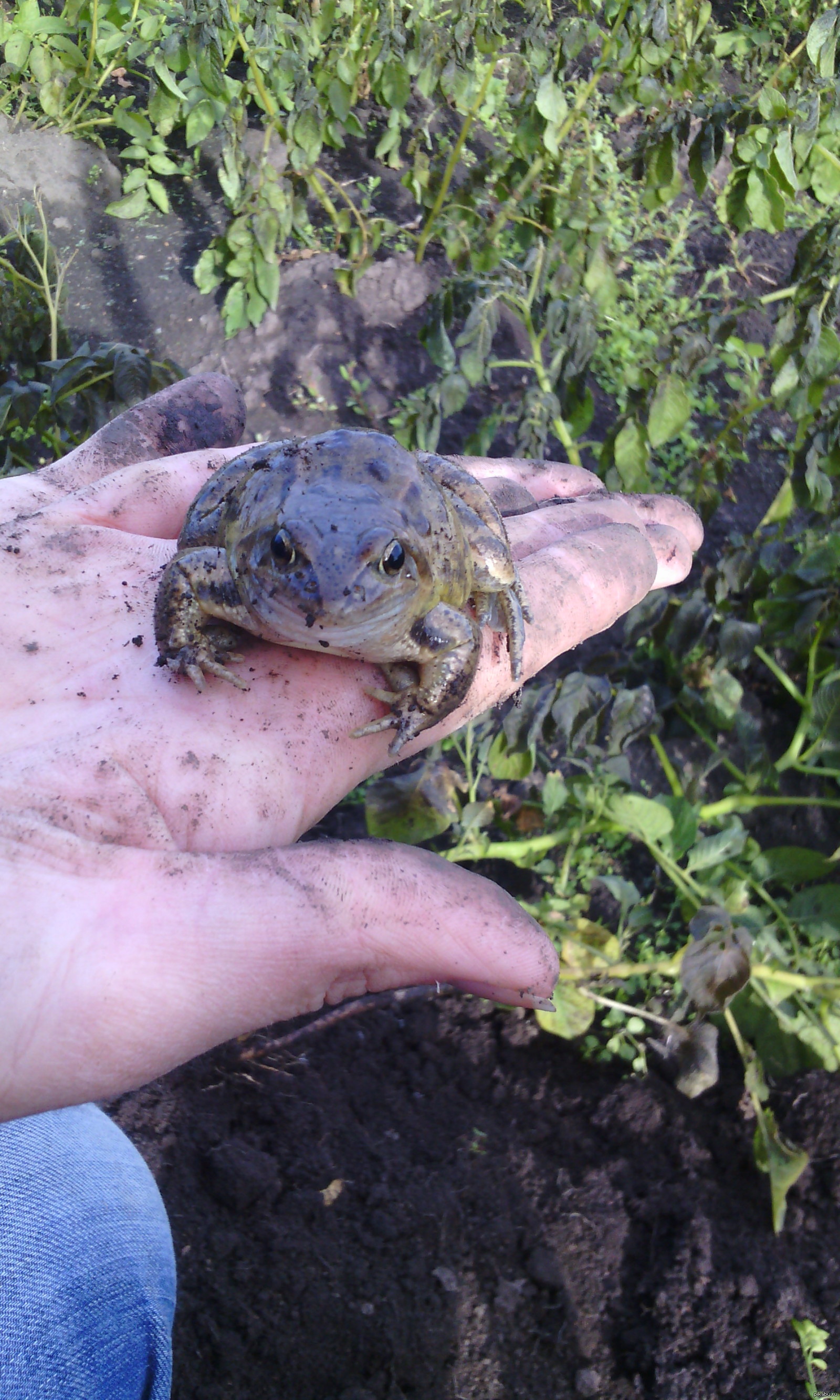 Копали картошку,а выкопали... | Пикабу