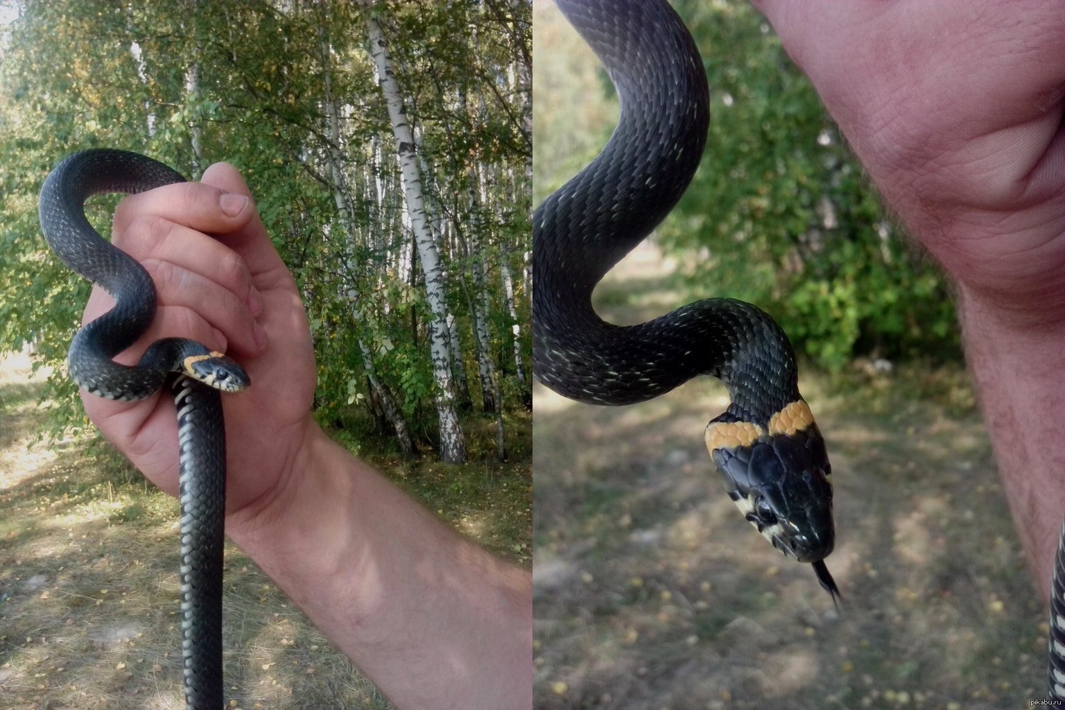 Как отличить ужа от змеи фото
