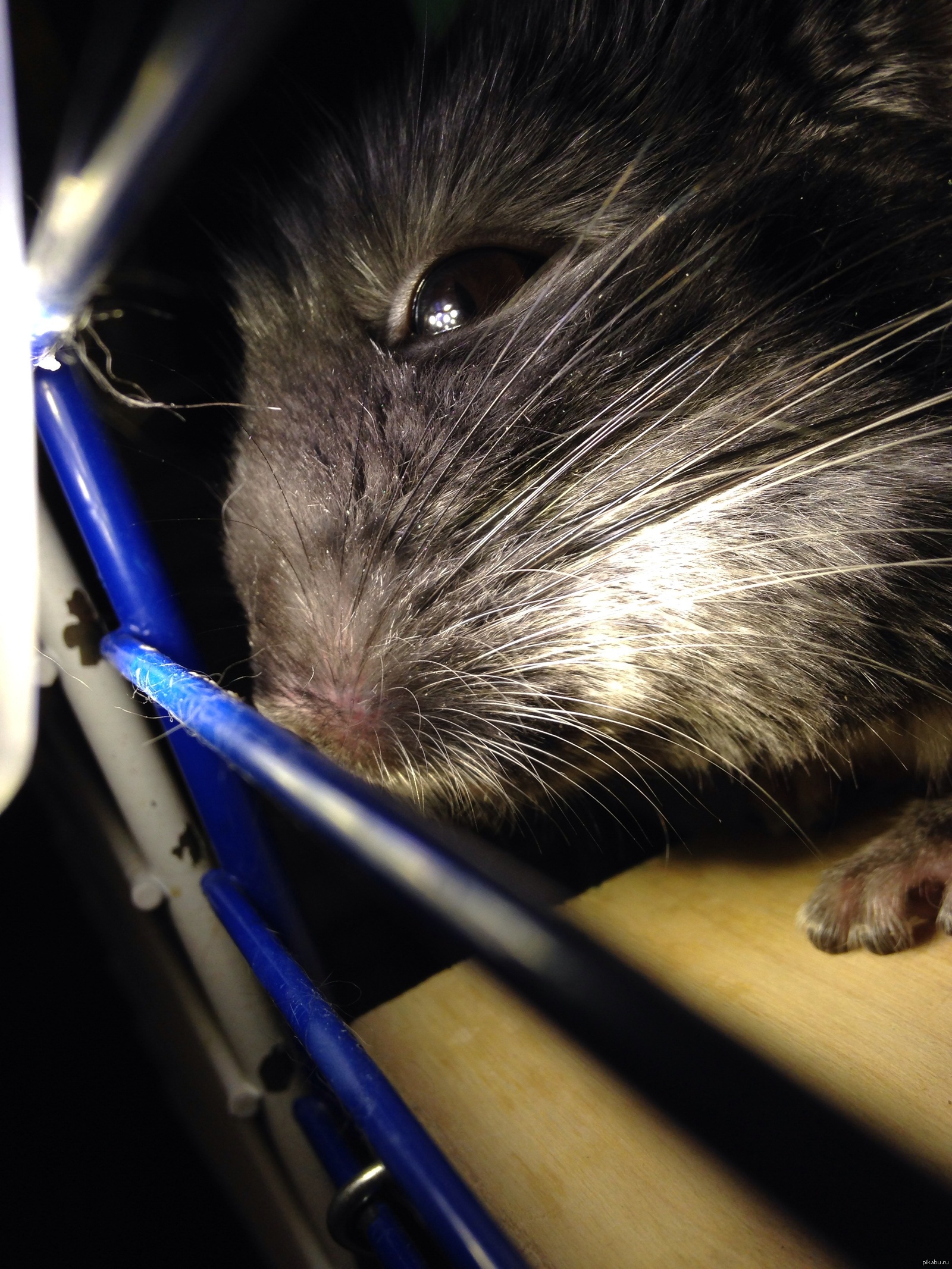 А вы любите шиншилл? | Пикабу