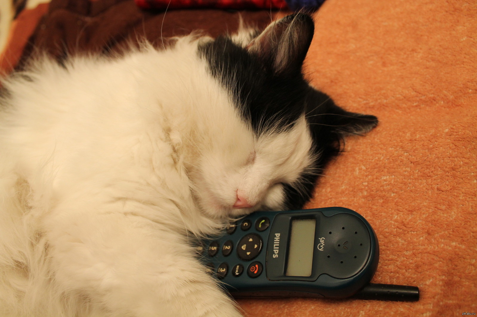 Неведомые дали жду звоночка. Кот ждет звонка. Котик ждет звонка. Котик ждет у телефона. Котик с телефоном ждет звонка.