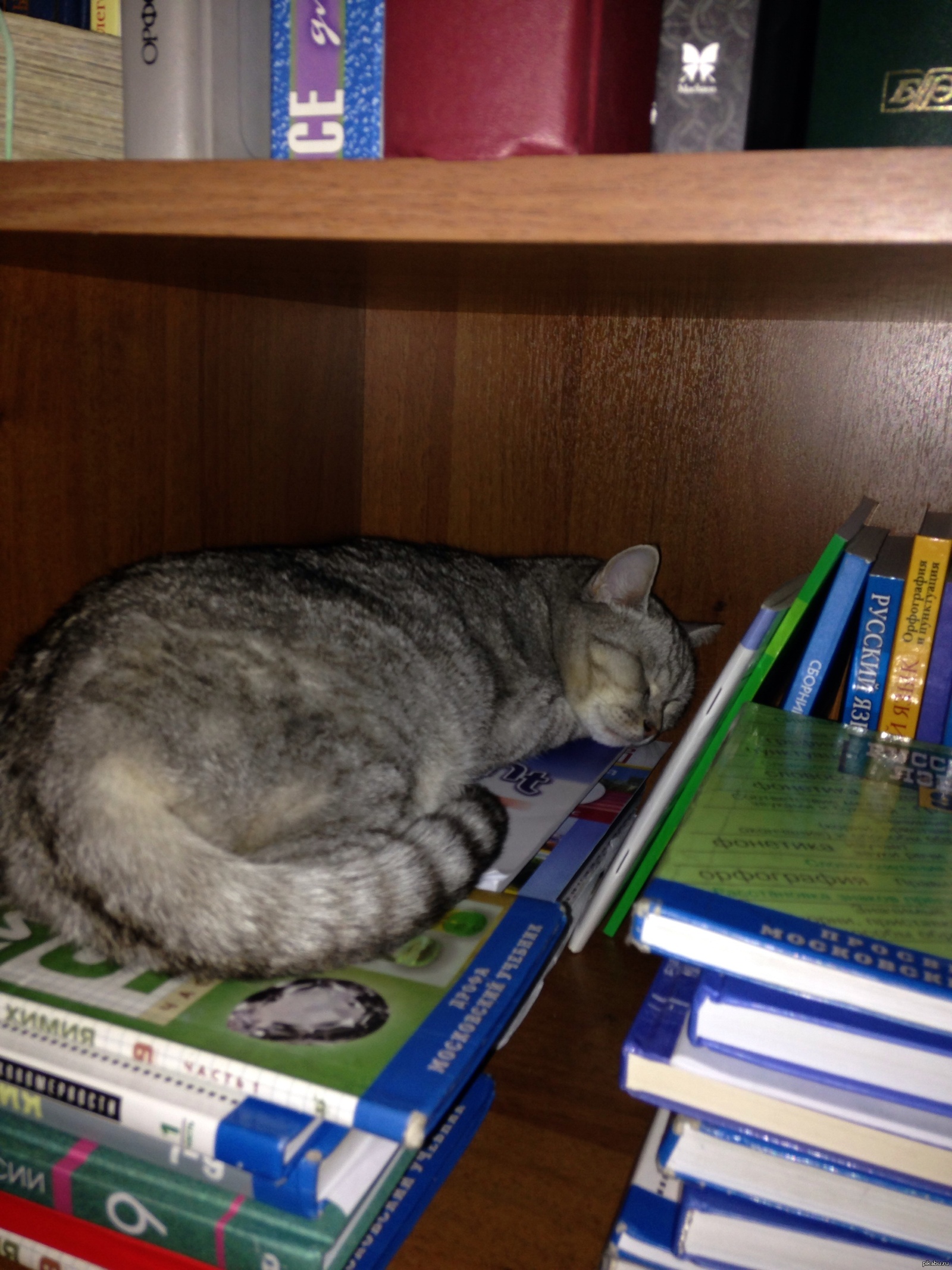Кошки и книжки | Пикабу