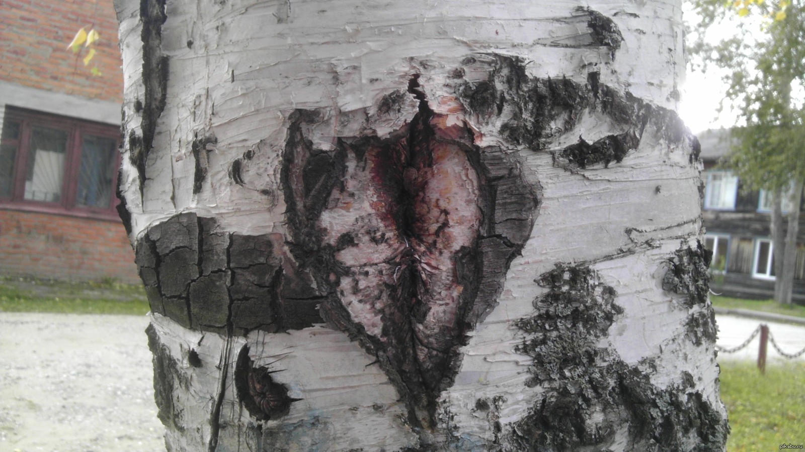 I recently met such a birch - NSFW, My, The photo, Tree, Birch, If you know what I mean