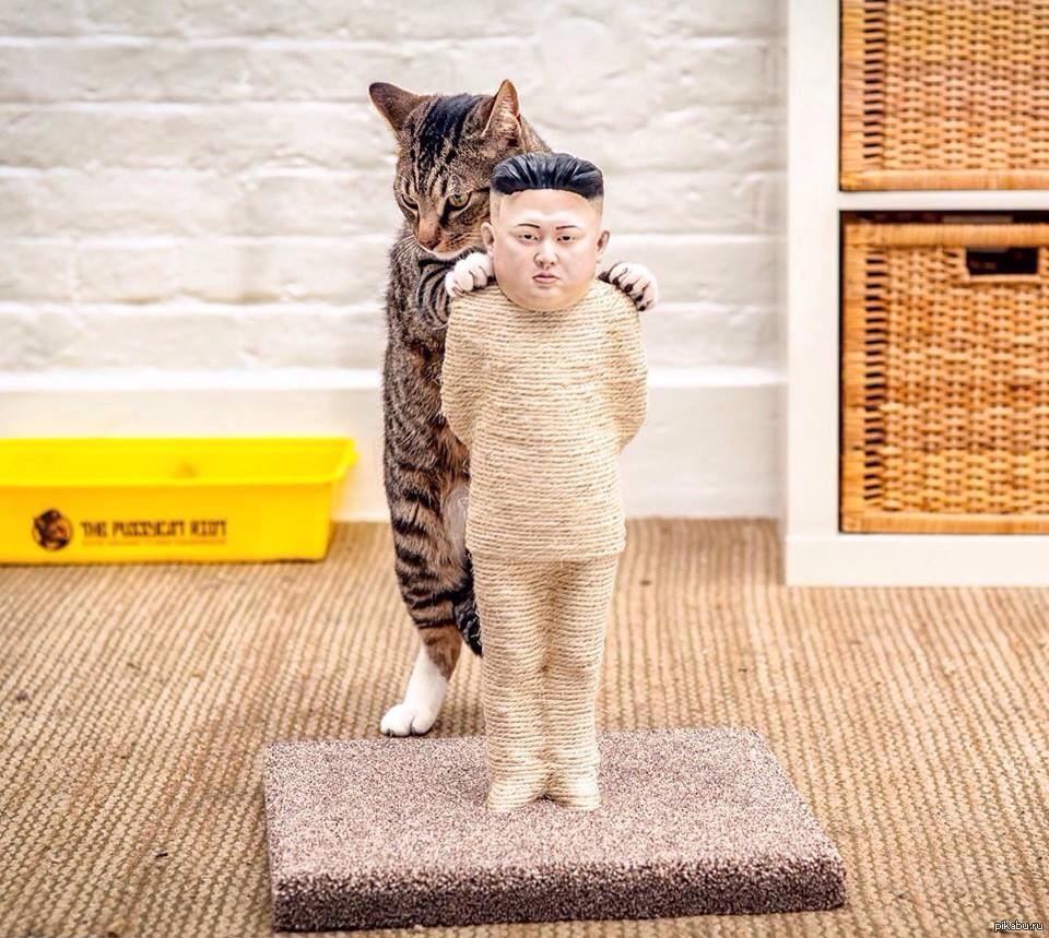 Корейские кошки
