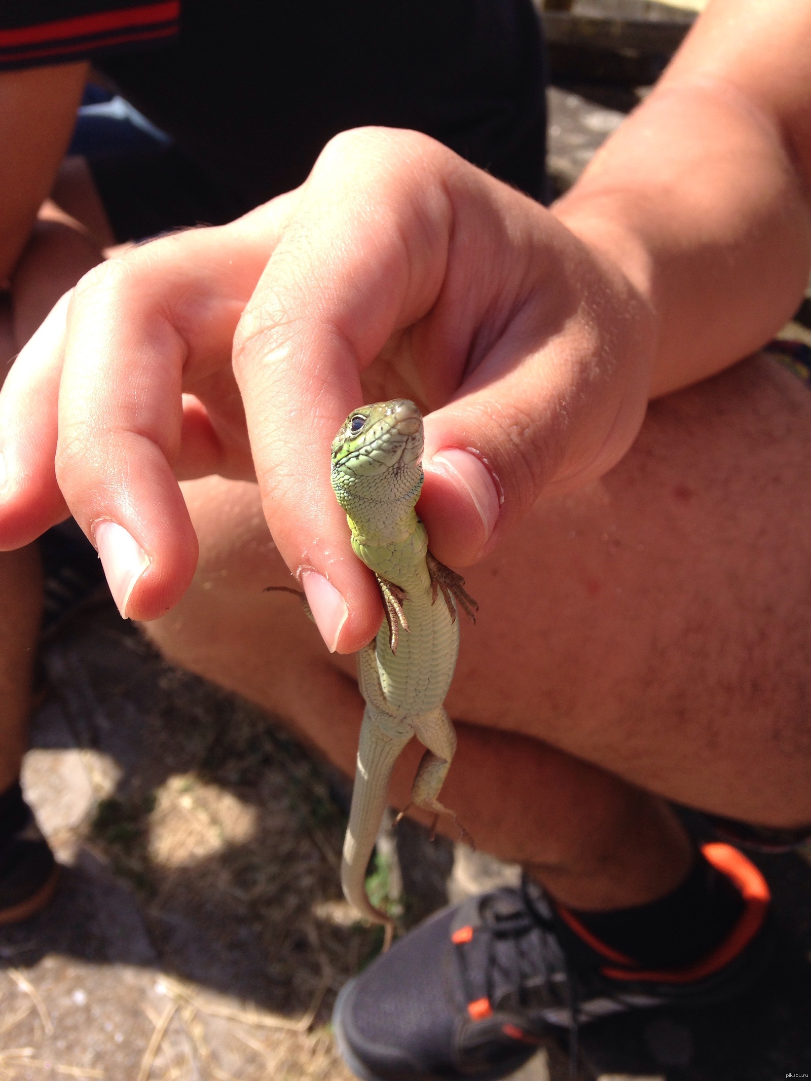 And he's okay) - My, Lizard, Bulgaria, Fine, Clamped, My