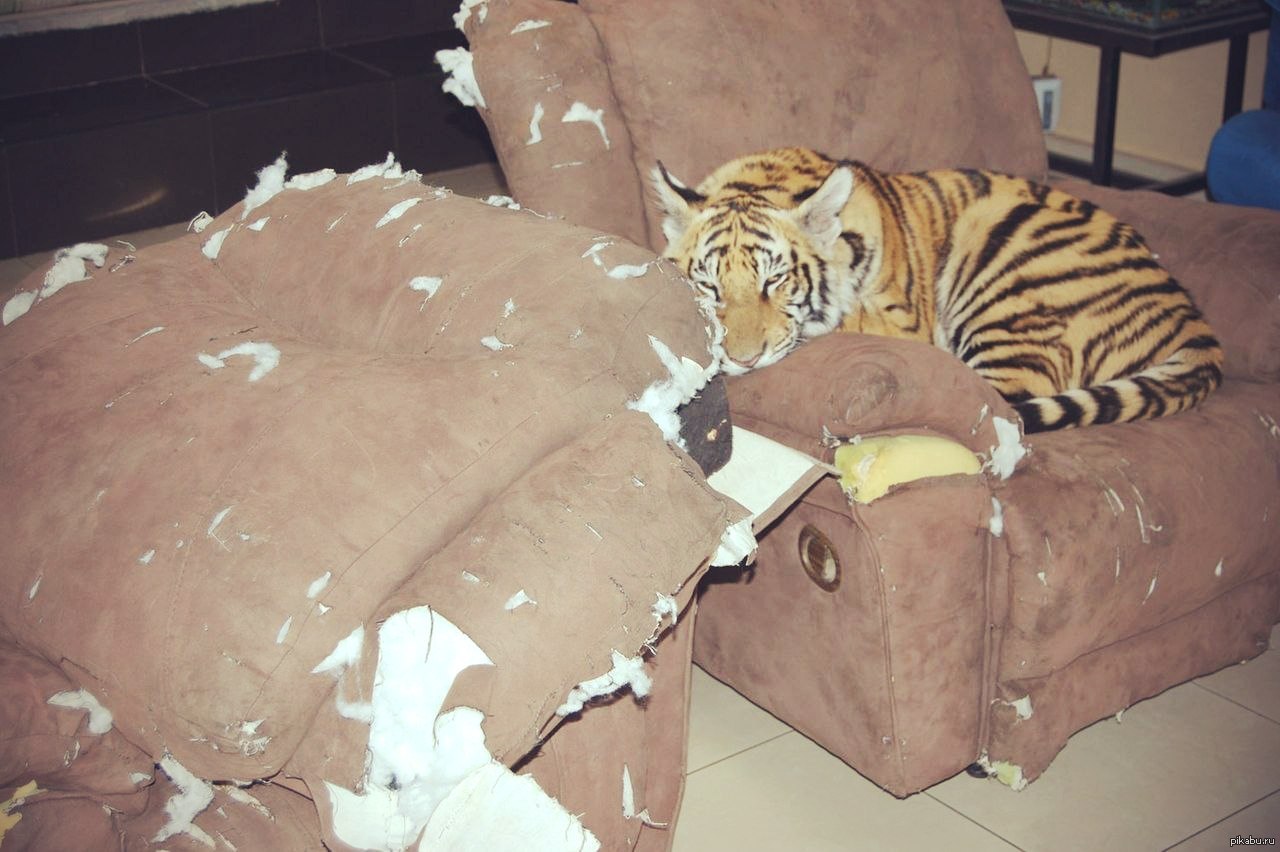 Тигр в квартире
